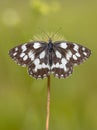 Marbled white butterfly symmetrical on flower Royalty Free Stock Photo