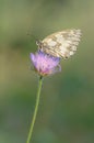 Marbled White (Melanargia galathea) Royalty Free Stock Photo