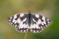 Marbled White (Melanargia galathea) Royalty Free Stock Photo