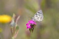 The marbled white - Melanargia galathea resting on Carthusian pink - Dianthus carthusianorum