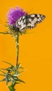 Marbled white, Melanargia galathea Royalty Free Stock Photo