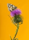 Marbled white, Melanargia galathea Royalty Free Stock Photo