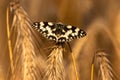 Marbled whitebutterfly Royalty Free Stock Photo