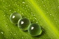 Marbles on wet leaf Royalty Free Stock Photo