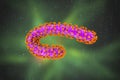 Marburg virus, 3D illustration. RNA viruses that cause Marburg haemorrhagic fever