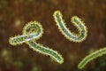 Marburg viruses, 3D illustration. RNA viruses that cause Marburg haemorrhagic fever Royalty Free Stock Photo