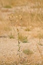 Marcela plant wiht dry seedpods Royalty Free Stock Photo