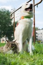 Marceline: The brave Ladycat and JesseJames The dog