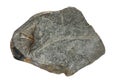 Marcellus Shale Fossil Royalty Free Stock Photo