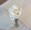 Marcescent white rose on a table. The flower close up image Royalty Free Stock Photo