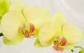 beautiful yellow white orchids flowers