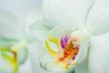 beautiful white orchids flowers