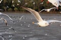 Seagull in Bangpu Samutprakan Thailand Royalty Free Stock Photo