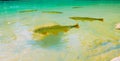 Fish swim in the crystal clear waters of the Formoso River, in Bonito, in Mato Grosso do Sul