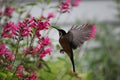 Eastern Spinebill hovering to feed on nectar