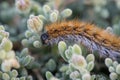 The 'March' Caterpillar Royalty Free Stock Photo