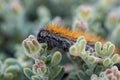 The 'March' Caterpillar Royalty Free Stock Photo