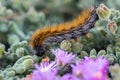 The 'March' Caterpillar Royalty Free Stock Photo
