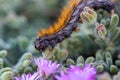 The endemic to Cyprus`March` Caterpillar marching on violet flowers Royalty Free Stock Photo