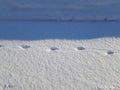 March cats. Cat footprints in the snow. Spring, morning