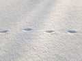 March cats. Cat footprints in the snow. Spring, morning