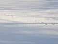 March cats. Cat footprints in the snow. Spring, morning