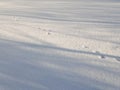 March cats. Cat footprints in the snow. Spring, morning