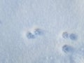March cats. Cat footprints in the snow. Spring, morning