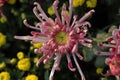 Chrysanthemum