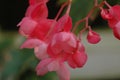 Scarlet begonia