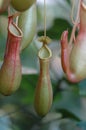 Nepenthes