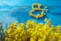 8 of march concept with yellow mimosa flowers