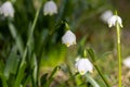 March cup (Leucojum vernum) group in close-up in a forest in spring Royalty Free Stock Photo