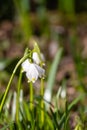 March cup (Leucojum vernum) group in close-up in a forest in spring Royalty Free Stock Photo