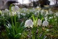 March cup (Leucojum vernum) group in close-up in a forest in spring Royalty Free Stock Photo