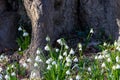 March cup (Leucojum vernum) group in close-up in a forest in spring Royalty Free Stock Photo