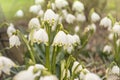 March cup, Leucojum vernum in spring in backlight Royalty Free Stock Photo