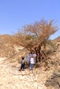 March 23 2022 - Dhofar, Oman: People admire a Frankincense tree Royalty Free Stock Photo