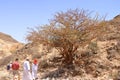 March 23 2022 - Dhofar, Oman: People admire a Frankincense tree Royalty Free Stock Photo