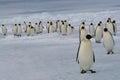 Pochod z cisár tučniaky 