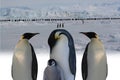 March of emperor penguins Royalty Free Stock Photo