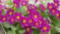 March flowers Primula juliae. Natural floral background. Spring, may.