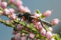 March fly, Bibio on heather Royalty Free Stock Photo