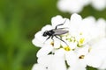 March fly sits on evergreen candytuft. Bibio marci.