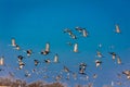 MARCH 7, 2017 - Grand Island, Nebraska -PLATTE RIVER, UNITED STATES Migratory Sandhill Cranes fly over cornfield at sunrise as par Royalty Free Stock Photo