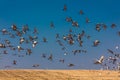 MARCH 7, 2017 - Grand Island, Nebraska -PLATTE RIVER, UNITED STATES Migratory Sandhill Cranes fly over cornfield at sunrise as par Royalty Free Stock Photo