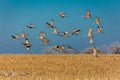 MARCH 7, 2017 - Grand Island, Nebraska -PLATTE RIVER, UNITED STATES Migratory Sandhill Cranes fly over cornfield at sunrise as par Royalty Free Stock Photo