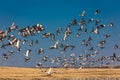 MARCH 7, 2017 - Grand Island, Nebraska -PLATTE RIVER, UNITED STATES Migratory Sandhill Cranes fly over cornfield at sunrise as par Royalty Free Stock Photo