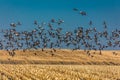 MARCH 7, 2017 - Grand Island, Nebraska -PLATTE RIVER, UNITED STATES Migratory Sandhill Cranes fly over cornfield at sunrise as par Royalty Free Stock Photo