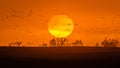 MARCH 8, 2017 - Grand Island, Nebraska -PLATTE RIVER, UNITED STATES Migratory water fowl and Sandhill Cranes are on their spring m Royalty Free Stock Photo